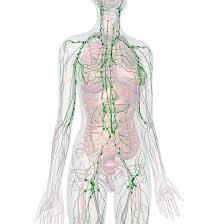 Lymphatic Drainage | The Spa at Fort Smith
